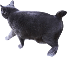 装飾:黒色の猫