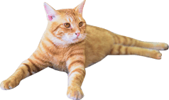 装飾:茶色の猫